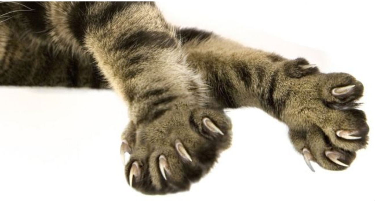 Cat declawing: Should it be banned?